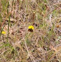 Ocybadistes walkeri (Green Grass-dart) at Macarthur, ACT - 19 Jan 2023 by LoisElsiePadgham