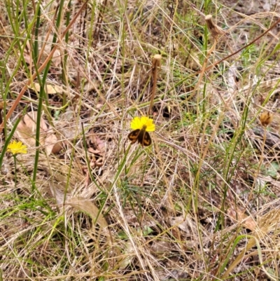 Ocybadistes walkeri (Green Grass-dart) at Macarthur, ACT - 19 Jan 2023 by LoisElsiePadgham