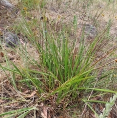 Dianella revoluta var. revoluta (Black-Anther Flax Lily) at Macarthur, ACT - 19 Jan 2023 by LPadg