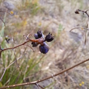 Dianella revoluta var. revoluta at Macarthur, ACT - 19 Jan 2023