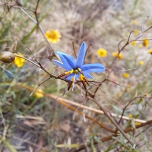 Dianella revoluta var. revoluta at Macarthur, ACT - 19 Jan 2023