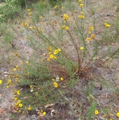 Xerochrysum viscosum (Sticky Everlasting) at Wanniassa Hill - 19 Jan 2023 by LoisElsiePadgham