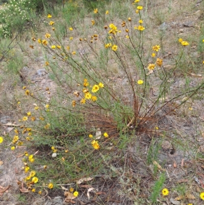 Xerochrysum viscosum (Sticky Everlasting) at Macarthur, ACT - 19 Jan 2023 by LPadg