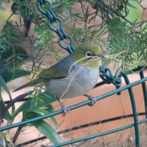 Zosterops lateralis at Aranda, ACT - 19 Jan 2023 02:27 PM