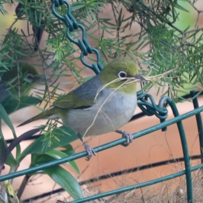 Zosterops lateralis (Silvereye) at Aranda, ACT - 19 Jan 2023 by KMcCue