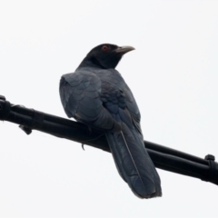 Eudynamys orientalis (Pacific Koel) at Aranda, ACT - 19 Jan 2023 by KMcCue