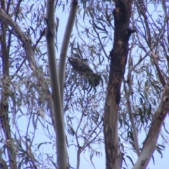 Callocephalon fimbriatum (Gang-gang Cockatoo) at O'Malley, ACT - 19 Jan 2023 by MichaelMulvaney