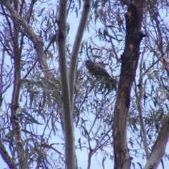 Callocephalon fimbriatum at O'Malley, ACT - 19 Jan 2023