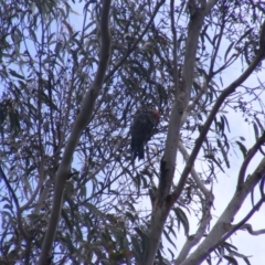 Callocephalon fimbriatum at O'Malley, ACT - 19 Jan 2023