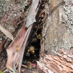 Apis mellifera (European honey bee) at Bundanoon, NSW - 18 Jan 2023 by GlossyGal