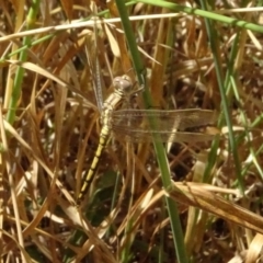 Orthetrum caledonicum (Blue Skimmer) at Throsby, ACT - 17 Jan 2023 by GirtsO