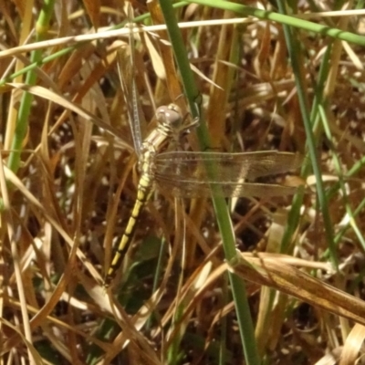 Orthetrum caledonicum (Blue Skimmer) at Throsby, ACT - 16 Jan 2023 by GirtsO