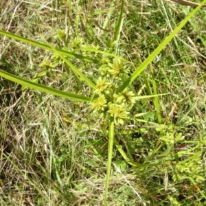 Cyperus eragrostis at Throsby, ACT - 17 Jan 2023