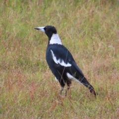 Gymnorhina tibicen (Australian Magpie) at Kambah, ACT - 18 Jan 2023 by MatthewFrawley