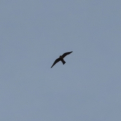 Falco longipennis (Australian Hobby) at Kambah, ACT - 18 Jan 2023 by MatthewFrawley