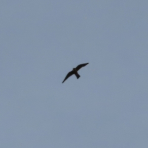 Falco longipennis at Kambah, ACT - 18 Jan 2023 02:18 PM