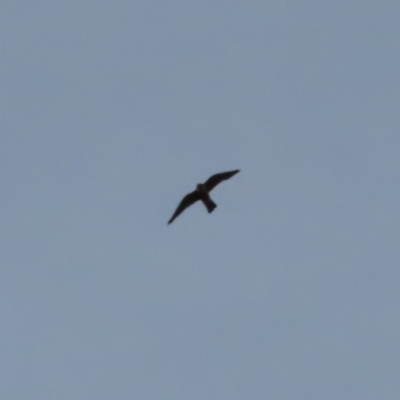 Falco longipennis (Australian Hobby) at Kambah, ACT - 18 Jan 2023 by MatthewFrawley