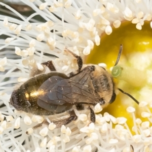 Leioproctus (Leioproctus) amabilis at Macgregor, ACT - 19 Jan 2023