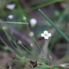 Mitrasacme polymorpha (Varied Mitrewort) at Pambula Beach, NSW - 1 Jan 2023 by KylieWaldon