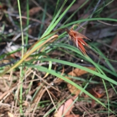 Patersonia (genus) at Pambula Beach, NSW - 2 Jan 2023 07:52 AM