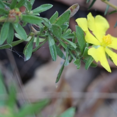 Hibbertia linearis at Pambula Beach, NSW - 1 Jan 2023 by KylieWaldon