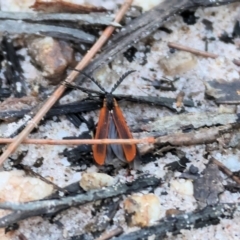 Lycidae sp. (family) (Net-winged beetle) at Pambula Beach, NSW - 1 Jan 2023 by KylieWaldon