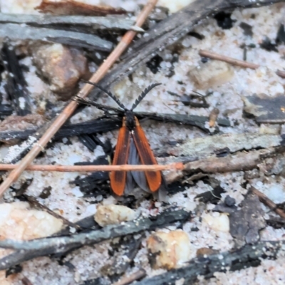 Lycidae (family) (Net-winged beetle) at Pambula Beach, NSW - 2 Jan 2023 by KylieWaldon