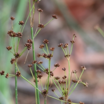 Juncus planifolius (Broad-leaved Rush) at Pambula Beach, NSW - 1 Jan 2023 by KylieWaldon