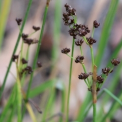 Juncus planifolius at Pambula Beach, NSW - 2 Jan 2023 07:53 AM