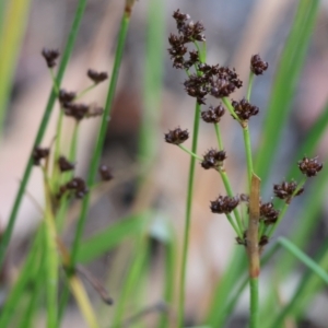 Juncus planifolius at Pambula Beach, NSW - 2 Jan 2023 07:53 AM