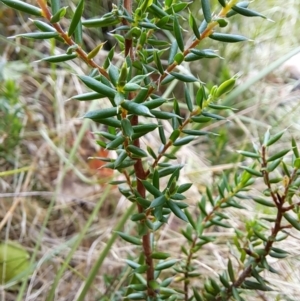 Monotoca scoparia at Macarthur, ACT - 19 Jan 2023