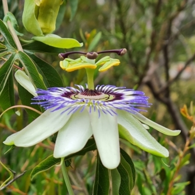 Passiflora caerulea (Blue Passionflower) at Isaacs, ACT - 19 Jan 2023 by Mike