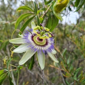 Passiflora caerulea at Isaacs, ACT - 19 Jan 2023