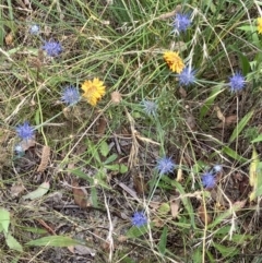 Eryngium ovinum (Blue Devil) at Deakin, ACT - 19 Jan 2023 by KL