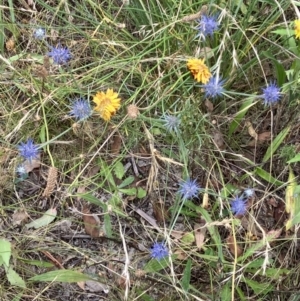 Eryngium ovinum at Deakin, ACT - 19 Jan 2023 04:13 PM