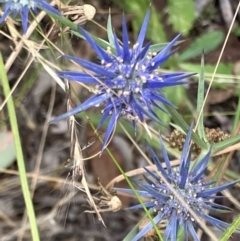 Eryngium ovinum at Deakin, ACT - 19 Jan 2023