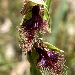 Calochilus therophilus at Aranda, ACT - 11 Jan 2023