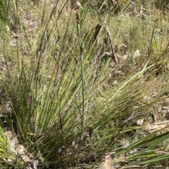 Calochilus therophilus at Aranda, ACT - 11 Jan 2023