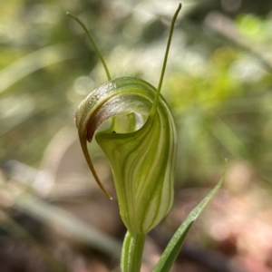 Diplodium atrans at Cotter River, ACT - suppressed