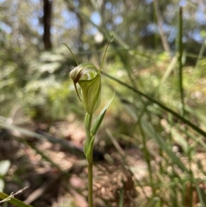 Diplodium atrans at Cotter River, ACT - suppressed