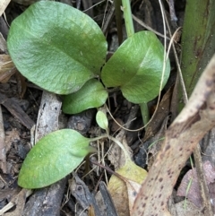 Diplodium atrans at Cotter River, ACT - suppressed