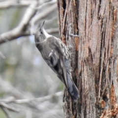 Cormobates leucophaea (White-throated Treecreeper) at Bundanoon, NSW - 18 Jan 2023 by GlossyGal