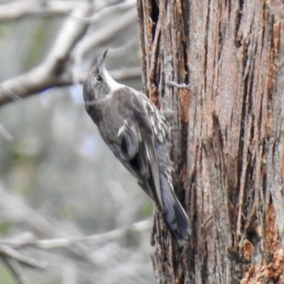 Cormobates leucophaea (White-throated Treecreeper) at Bundanoon, NSW - 18 Jan 2023 by GlossyGal