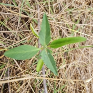 Euphorbia davidii at Jerrabomberra, ACT - 19 Jan 2023 05:53 PM