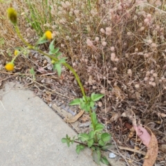 Bidens pilosa (Cobbler's Pegs, Farmer's Friend) at Jerrabomberra, ACT - 19 Jan 2023 by Mike