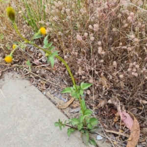 Bidens pilosa at Jerrabomberra, ACT - 19 Jan 2023 05:51 PM