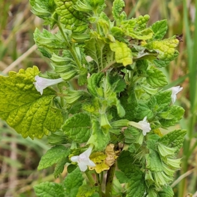 Melissa officinalis (Lemon Balm, Common Balm) at Jerrabomberra, ACT - 19 Jan 2023 by Mike