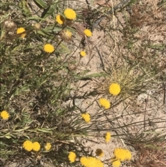 Leptorhynchos squamatus subsp. squamatus (Scaly Buttons) at Tuggeranong Hill - 18 Dec 2022 by Tapirlord