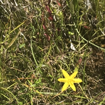 Hypoxis hygrometrica var. villosisepala (Golden Weather-grass) at Conder, ACT - 18 Dec 2022 by Tapirlord