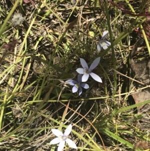 Isotoma fluviatilis subsp. australis at Conder, ACT - 18 Dec 2022